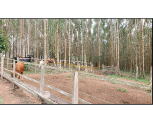 Foto de Fazenda Taquari Matriz - Taquari/RS